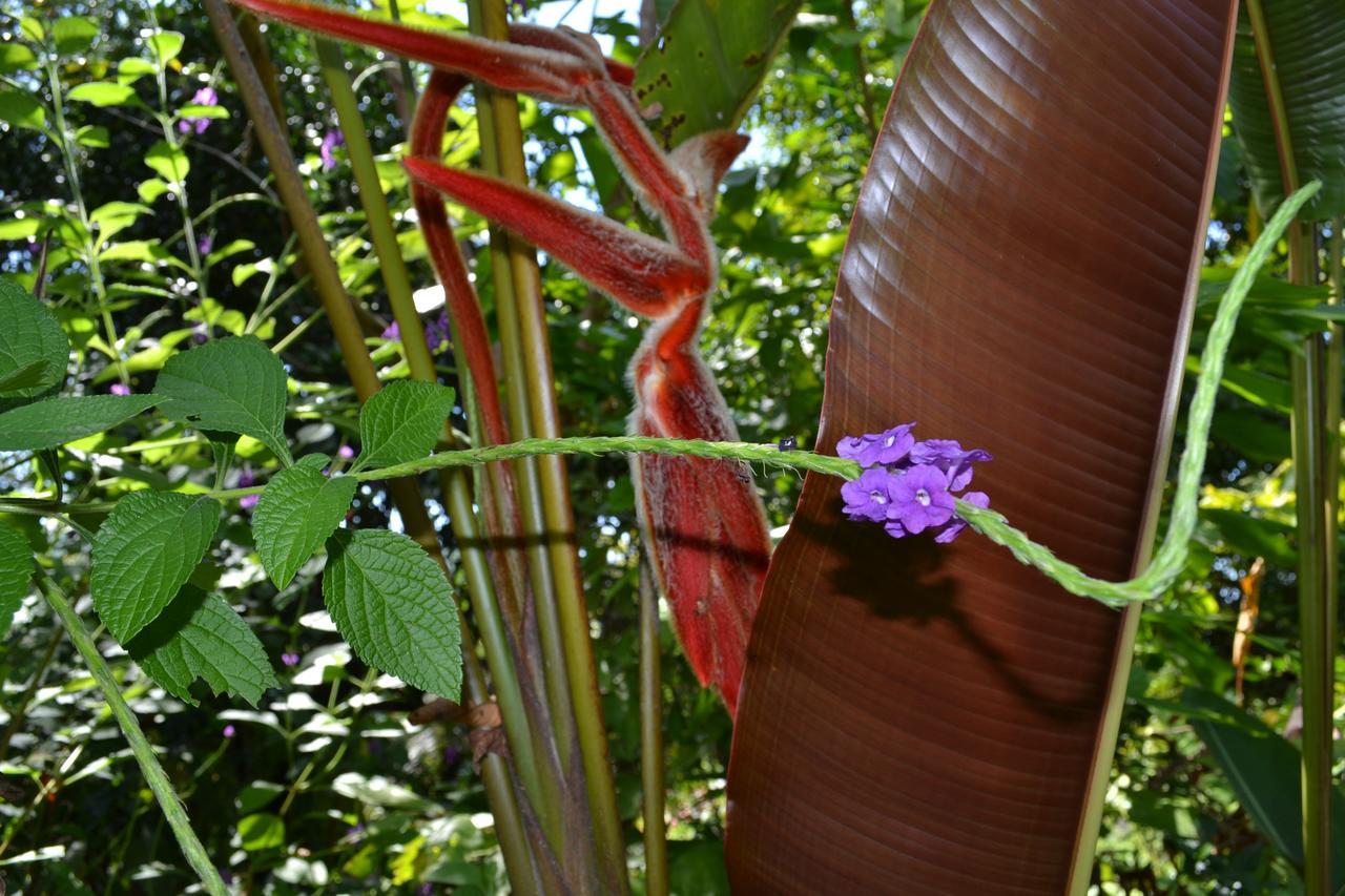 Natuga Ecolodge-Villas Dominical Baru Exterior photo