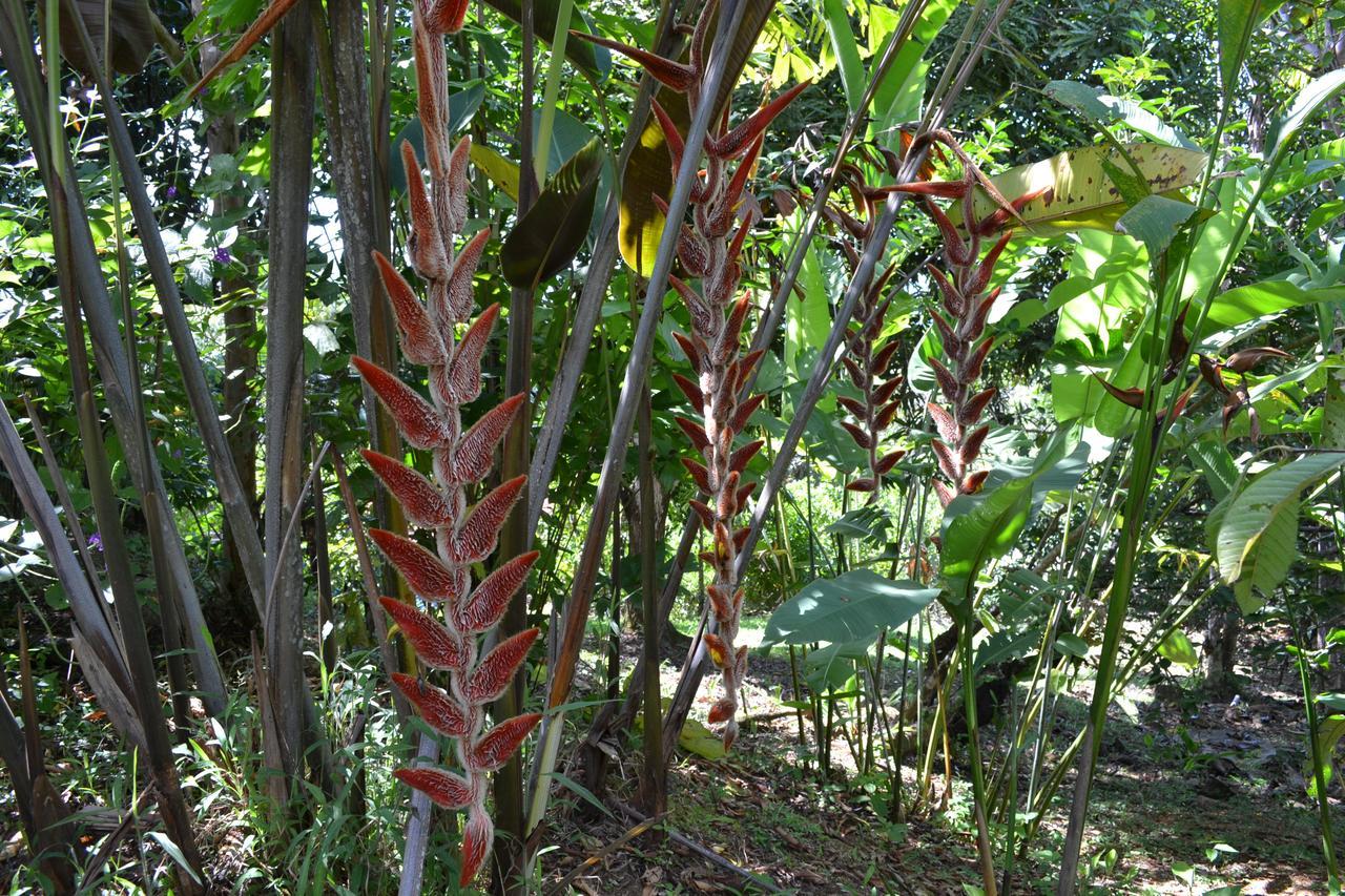 Natuga Ecolodge-Villas Dominical Baru Exterior photo